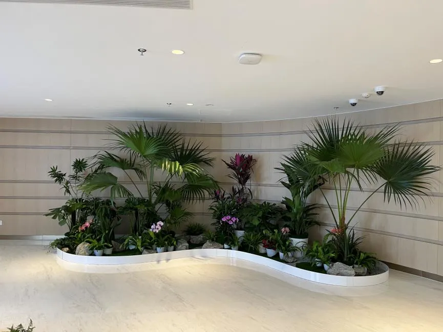 宁波北仑植物出租